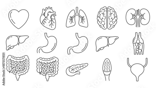 Human Organs Anatomy Illustrations Set.