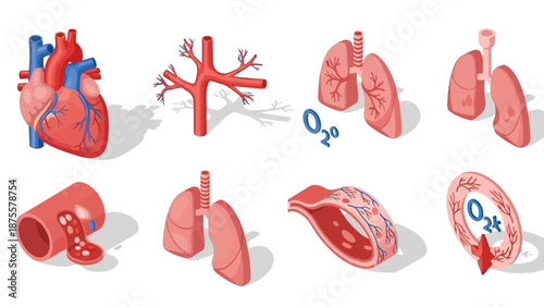 Human Heart and Lungs Anatomy Illustration.