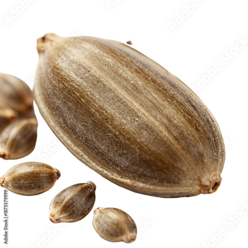 Closeup Large Textured Seed with Smaller Surrounding Seeds