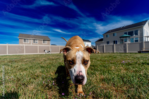 Fényképezés Red nose pitbull