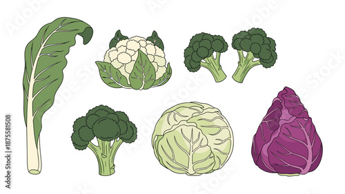 Selection of healthy green and purple vegetables including broccoli, cauliflower, cabbage, and red cabbage for a balanced diet.
