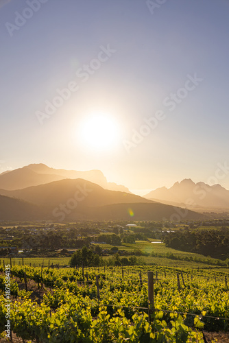 Sun setting over a vineyard. Golden hour landscape. Wine country, agriculture, and scenic travel concept.