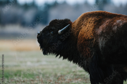 American Bison In Wyoming