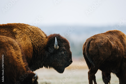 American Bison In Wyoming