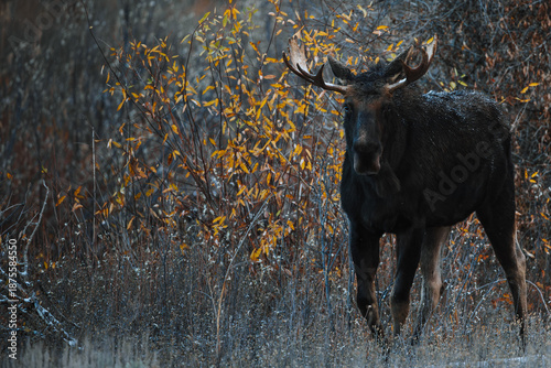 Bull Moose In Wyoming