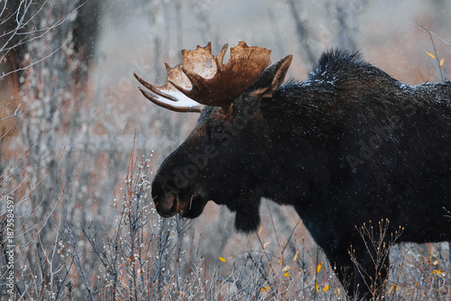 Bull Moose In Wyoming