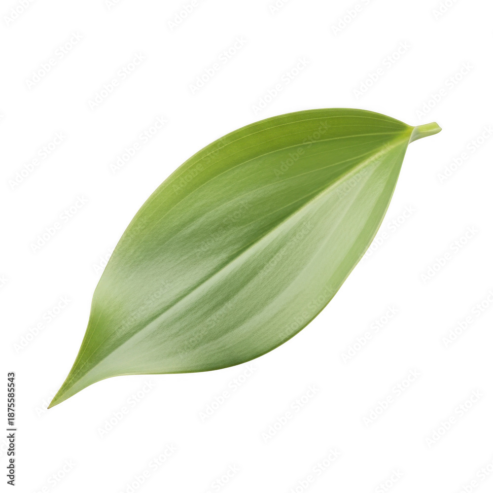 Obraz premium Single green leaf with prominent veins on black background single leaf plant