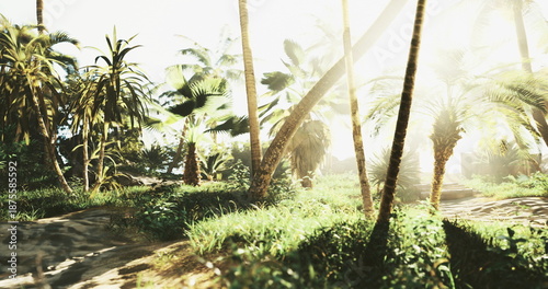 Fotografie sunlit tropical palm grove serene paths, winding sand track through dense foliag