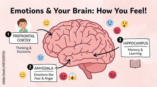 An educational illustration presents the relationship between emotions and the brain. Featuring a labeled brain diagram alongside associated emojis, charts.