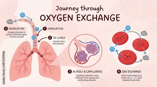 An illustration of oxygen e...