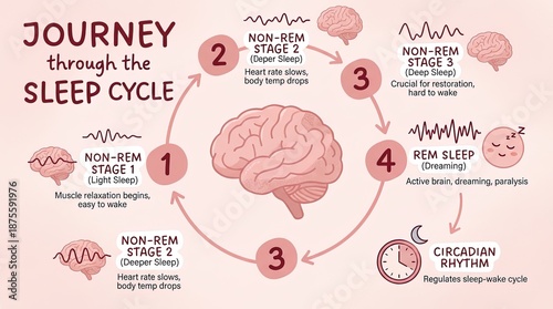 A visual depiction illustrating the cycle of sleep stages, including light sleep, deeper sleep, and REM sleep, emphasizing the importance of restorative rest for overall health.
