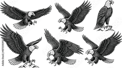 Vintage bald eagle illustration collection featuring detailed hand drawn soaring and perched eagles in black ink woodcut style for patriotic emblems and mascot logos.