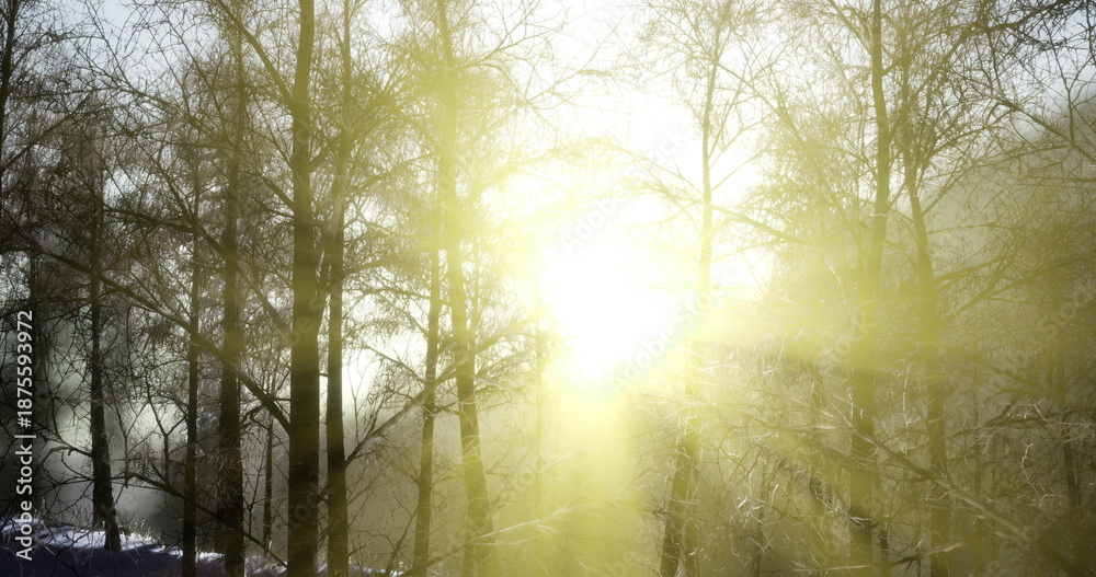 Obraz premium Soft golden light breaks through barren branches in a serene forest at dawn, highlighting the stillness and beauty of the winter morning. A peaceful atmosphere envelops the scene.