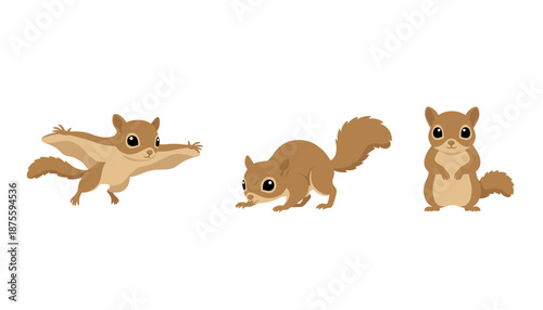 Set of Cute Flying Squirrel and Brown Squirrel Characters in Different Poses Vector Illustration Isolated on White Background for Wildlife Concepts