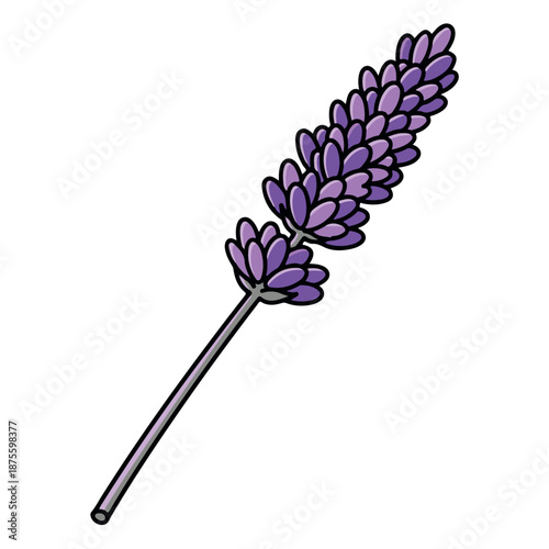 Purple lavender flower stalk with black outline plant bloom
