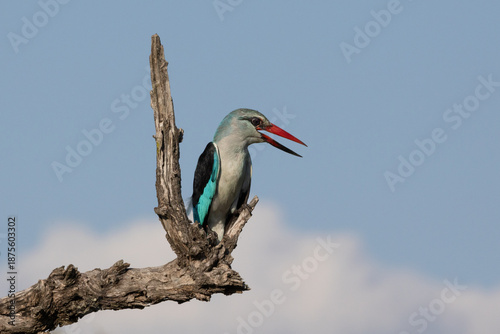 Woodland Kingfisher, Halcyon senegalensis, Adult. Brightly colored bird perched on a dead tree branch with its long beak open.