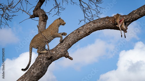 Leopard, Panthera pardus, Female leopard climbing up a tree branch to reach a hidden carcass.