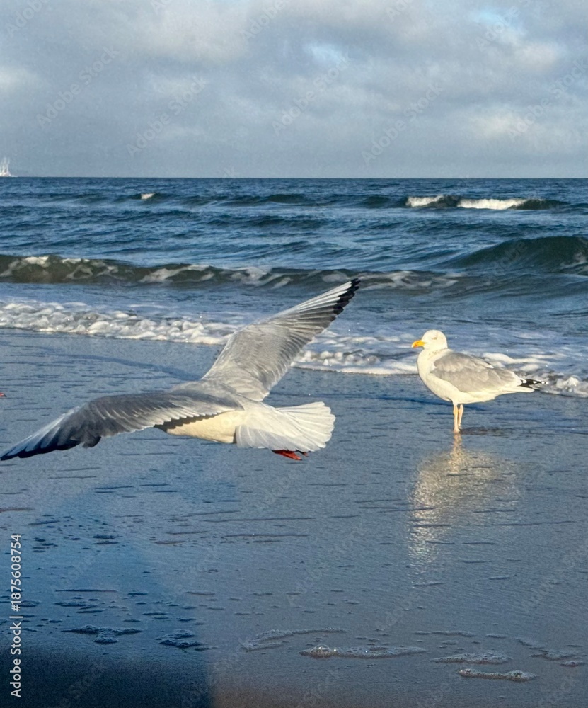 Fototapeta premium Möwen am Strand von Rügen 