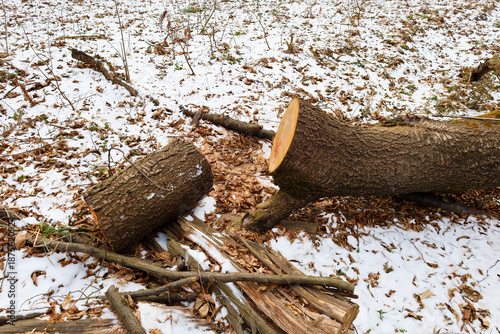 Photography A fresh cut of a thick tree trunk stands out brightly against the snowy forest floor with fallen leaves