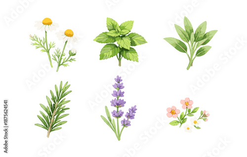 Collection of herbal plants: chamomile, mint, sage, rosemary, lavender, wildflowers
