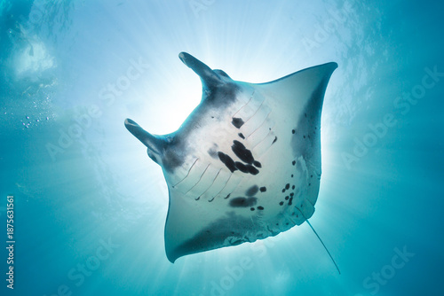 Obraz na płótnie Manta ray swimming underwater in a clear blue ocean during daytime with sunlight