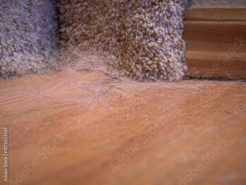 Fényképezés Pet dog hair dust bunnies on hard wood floor corner, before sweeping vacuum house cleaning