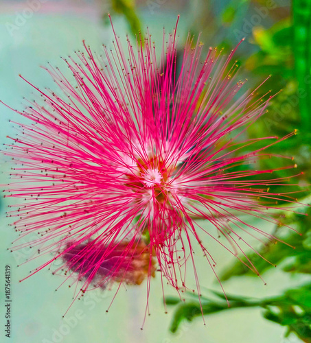 Closeup detail macro shot of pink Calliandra Powder Puff shrub plant flower from the Fabaceae family