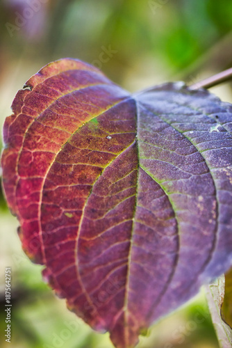 Purple autumn leaf in the park: macro photography with wonderful details and texture.