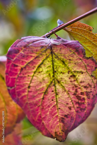 Wonderful picture of a dry leaf in the fall, with purple and yellow shades and an amazing natural back light behind: details and venation draw charming lines.