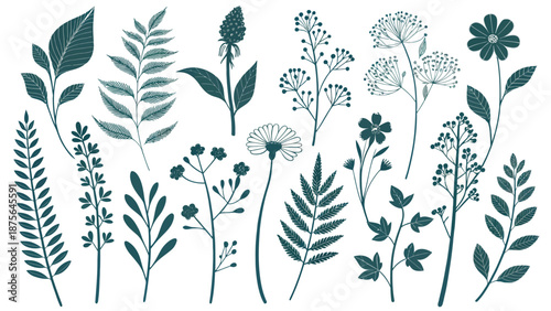 Elegant botanical illustrations of various plants and flowers