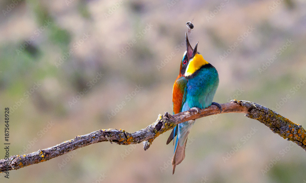 Naklejka premium Bee-eater, Merops apiaster, Mediterranean Forest, Castilla y Leon, Spain, Europe