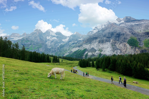 Wallpaper Mural Cows graze on grassy meadows & tourists hike on the path to Oeschinen Lake, with majestic Alpine mountains in background on a sunny summer day, near Kandersteg in Bernese Oberland, Switzerland, Europe Torontodigital.ca