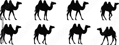 Silhouette vector set of Bactrian camels in walking poses, ideal for desert, wildlife, and educational design use