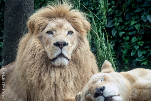 Quadro su tela close up of a male white lion and his lioness