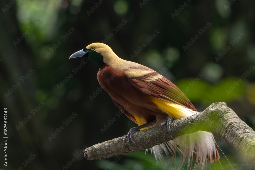 Obraz premium Cendrawasih bird on a tree branch