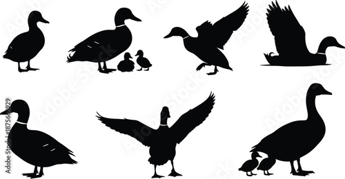 Collection of black duck silhouettes showing standing, flying, landing, swimming poses with ducklings, waterfowl wildlife vector set isolated on white background