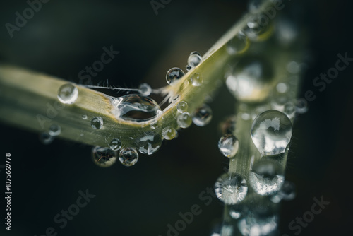 Tröpfchen: Regen und Tau