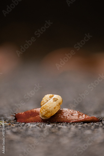 Nacktschnecke mit Häuschen