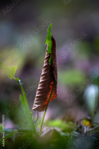 Grüne Pflanze im Herbstblatt