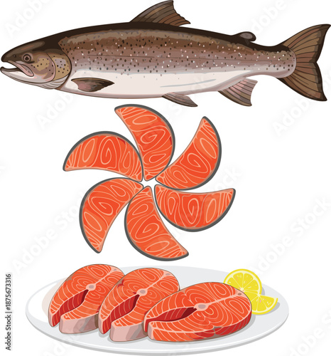 Salmon fish vector illustration showing whole fish and fresh raw fillet slices arranged for seafood cooking concept