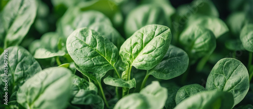 Fresh green spinach leaves in a garden bed symbolise health and natural abundance, making them ideal for culinary blogs or advertisements for organic products.