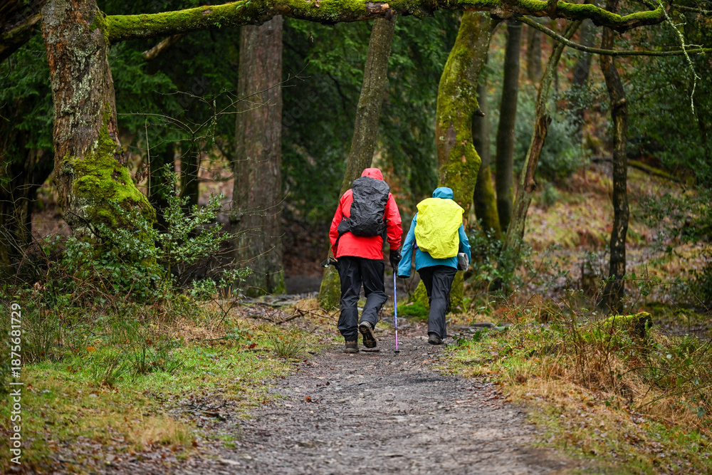 Fototapeta premium Hiking in a forest on a rainy day with full waterproof clothing and hoods up. Anonymous walkers facing away from the camera. as one holds a navigation map.