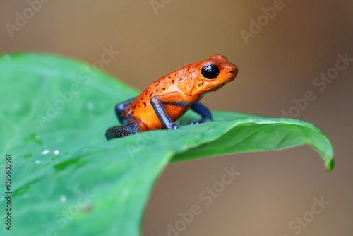 Close up of a strawberry poison frog or blue jeans frog on a leaf