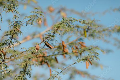 Tableau sur toile Mesquite Tree Branches and Seed Pods Against a Clear Blue Sky: Nature's Beauty,