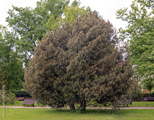 Mountain pine (Pinus mugo Turra) in the botanical garden
