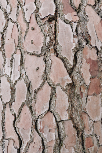 Foto Close up of rough tree bark with deep cracks and mottled brown and gray textures, showcasing natural patterns and rugged outdoor surface