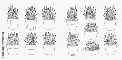 Set of hand-drawn succulent plants in pots, black and white line art illustration for home decor and gardening designs.
