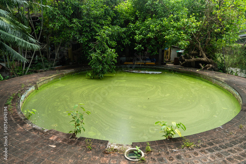 View of stagnant green water fills a circular pool embraced by aged concrete and vibrant, overgrown foliage, creating a scene of serene decay, Wewak, East Sepik Province, Papua New Guinea.