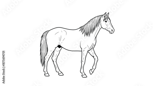 Horse in vector form with white background