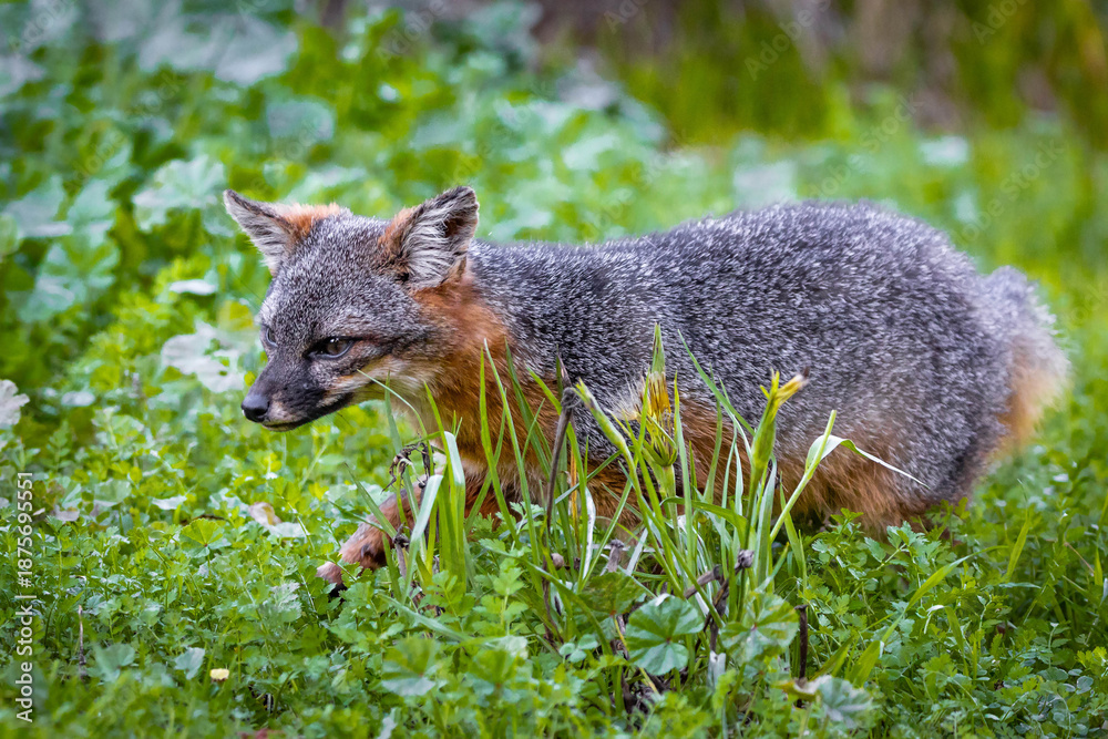 Fototapeta premium Island Fox Foraging on Santa Cruz Island